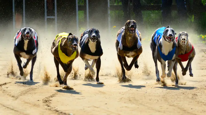 Betting Dog: The Ultimate Guide to Greyhound Racing and Strategic Wagers